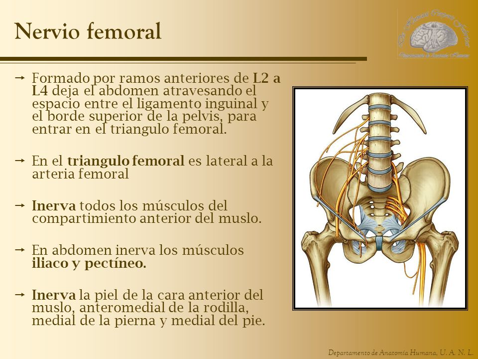 Nervios de la pelvis ppt